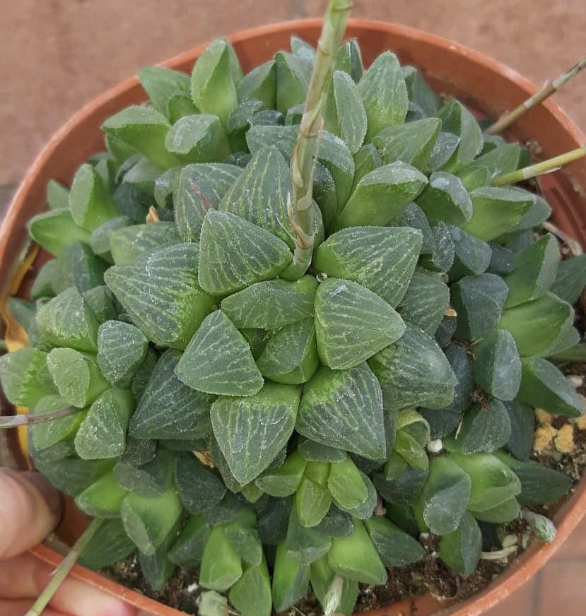 Haworthia pygmaea 6 Inch Live Succulent