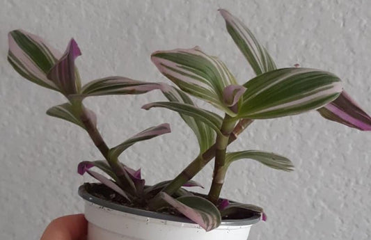 Tradescantia nanouk 4 Inch Live Houseplant