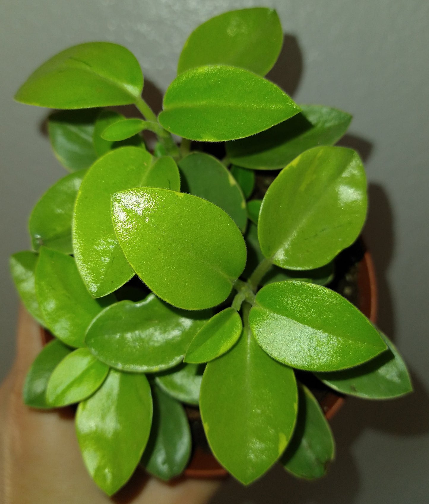 Peperomia Pixie Variegated 4 Inch Live Houseplant