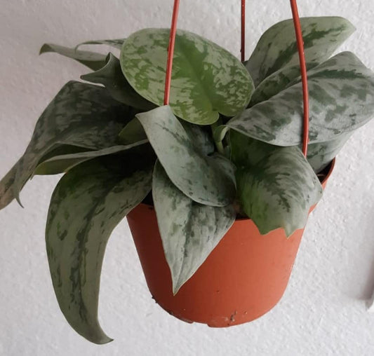 Scindapsus pictus 'Exotica' 6" Live Houseplant