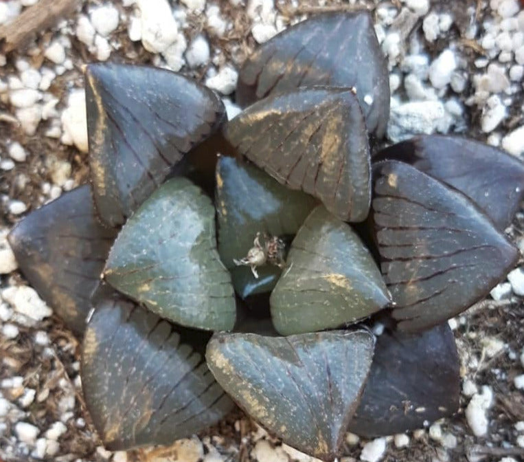 Haworthia Shikinjyo 4 Inch Live Succulent