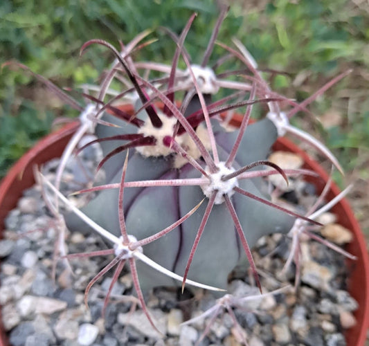 Ferocactus covillei in 4 Inch Live Cactus