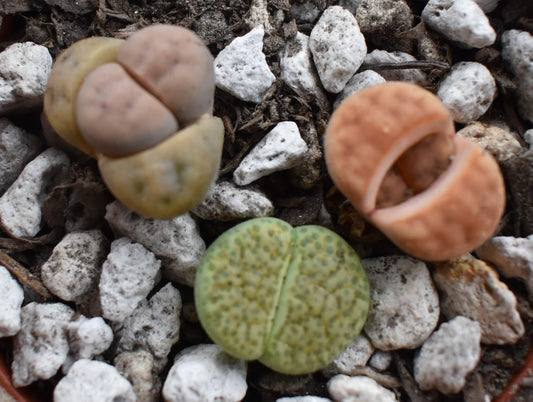 All About Butts........ I Mean All About Lithops