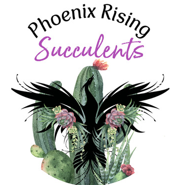 A New Chapter for Phoenix Rising Succulents: Northern California, 2 Acres, a New Greenhouse, and What’s Ahead
