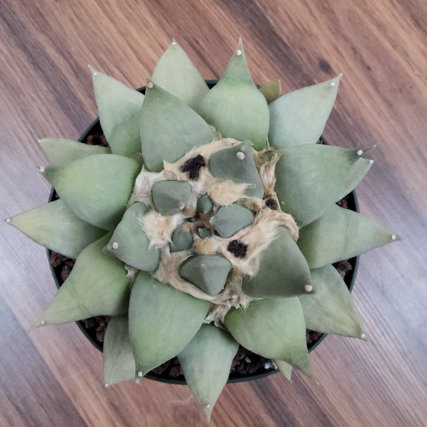 Ariocarpus retusus Live Cactus in 5 Inch - Exact Plant