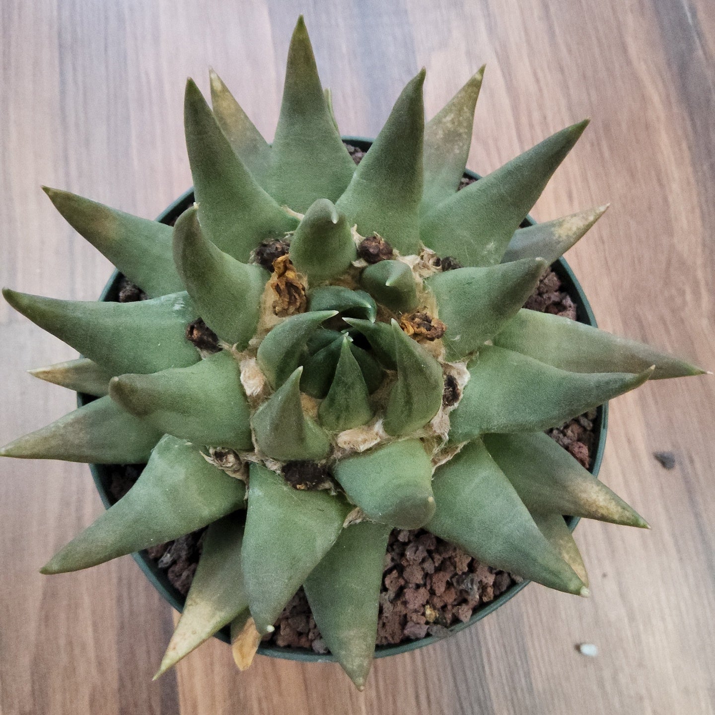 Ariocarpus trigonus Live Cactus in 5 Inch - Exact Plant