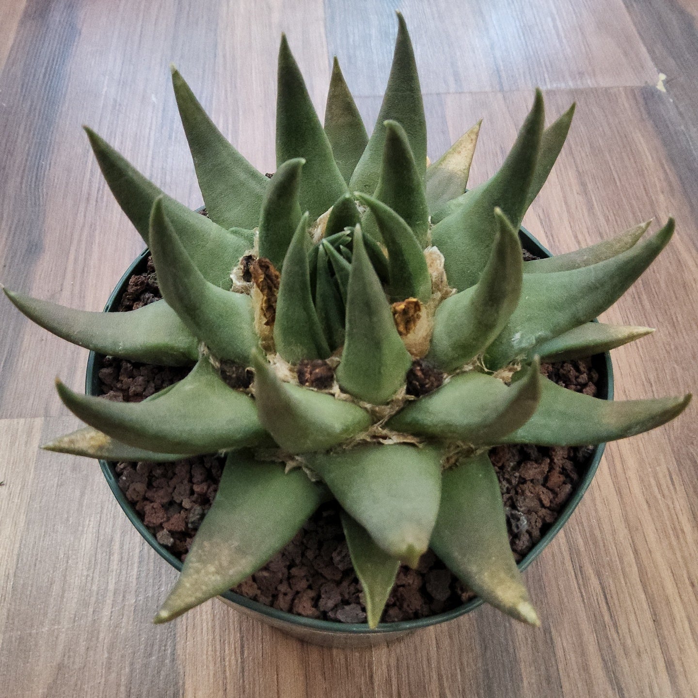 Ariocarpus trigonus Live Cactus in 5 Inch - Exact Plant