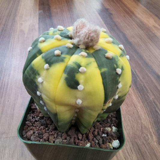 Astrophytum asterias variegata Live Cactus in 4 Inch - Exact Plant