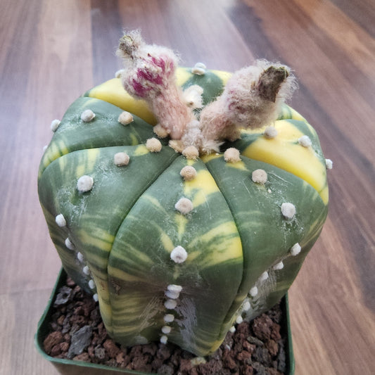 Astrophytum asterias variegata Live Cactus in 4 Inch - Exact Plant