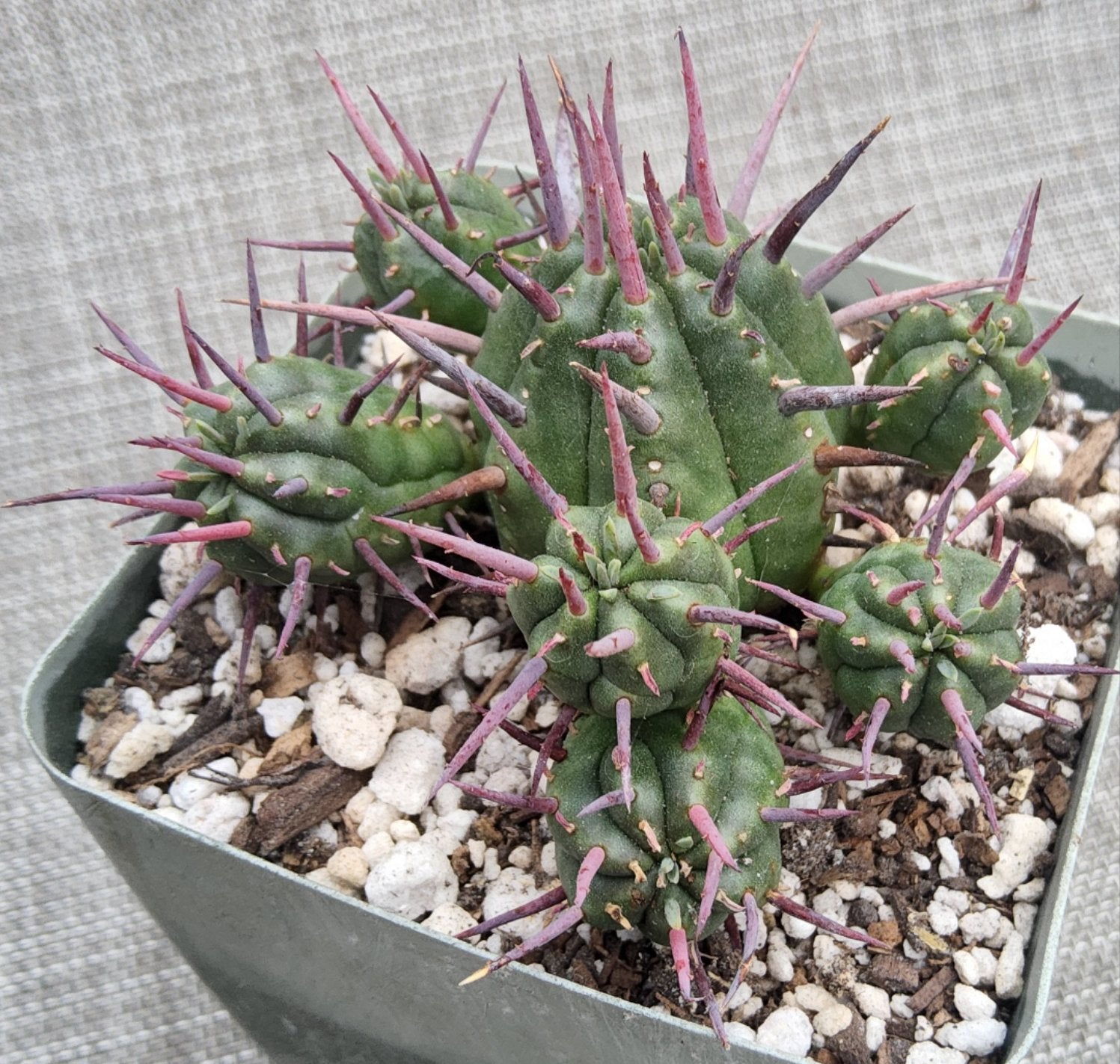 Euphorbia ferox Live Succulent in 4 Inch