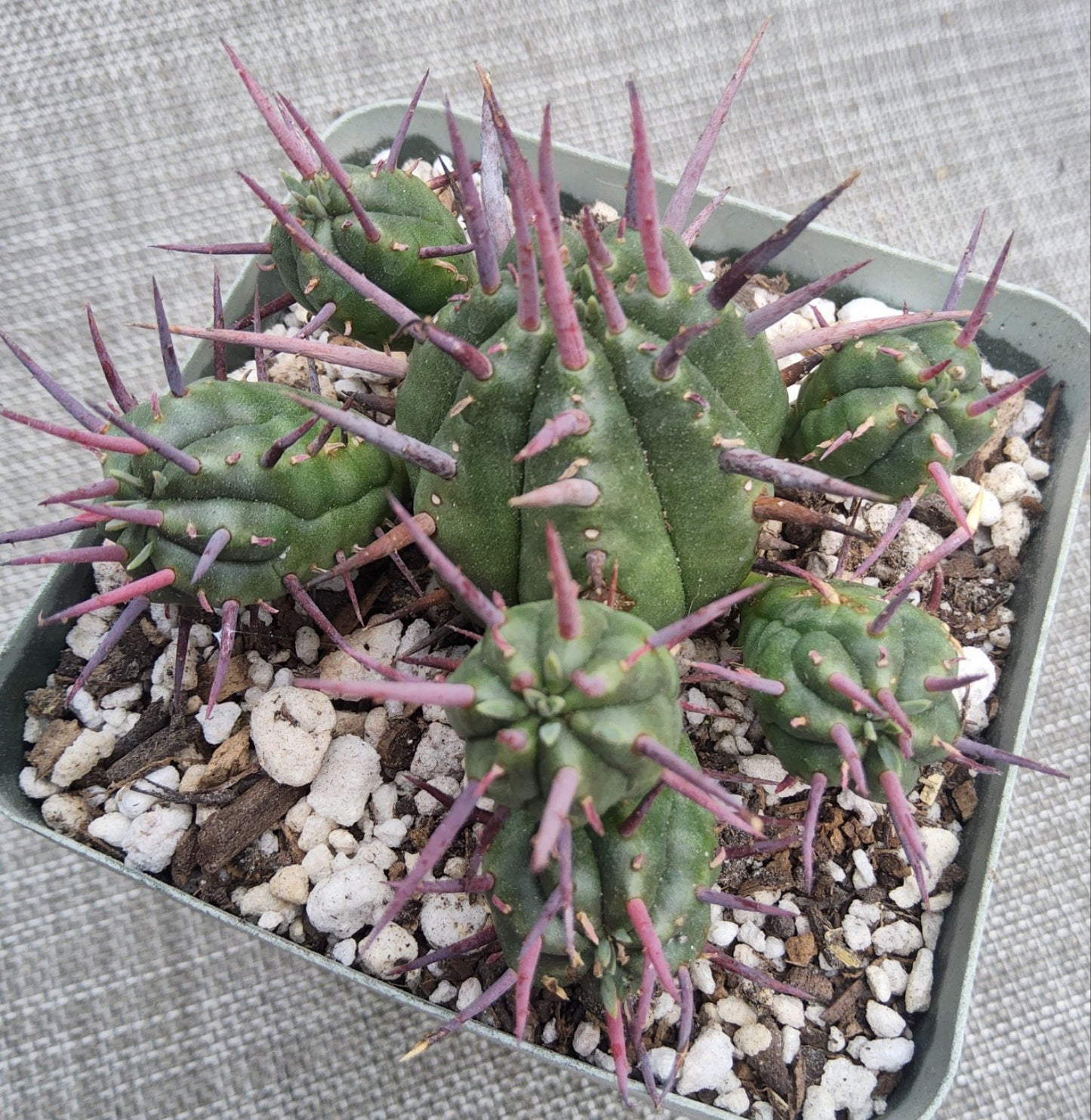 Euphorbia ferox Live Succulent in 4 Inch