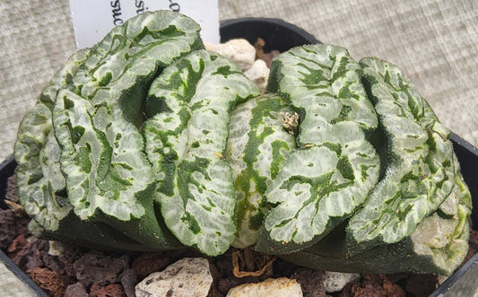 Haworthia truncata cv Genbu Live Succulent Growing in 2.5 Inch