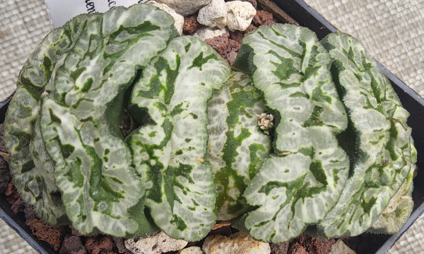 Haworthia truncata cv Genbu Live Succulent Growing in 2.5 Inch