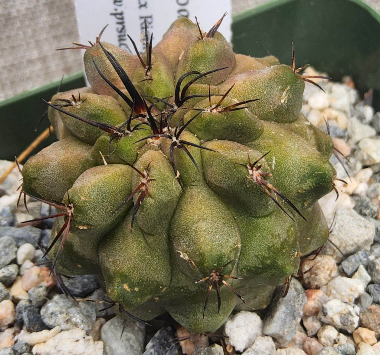 Copiapoa esmeraldana Live Cactus Growing in 4 Inch