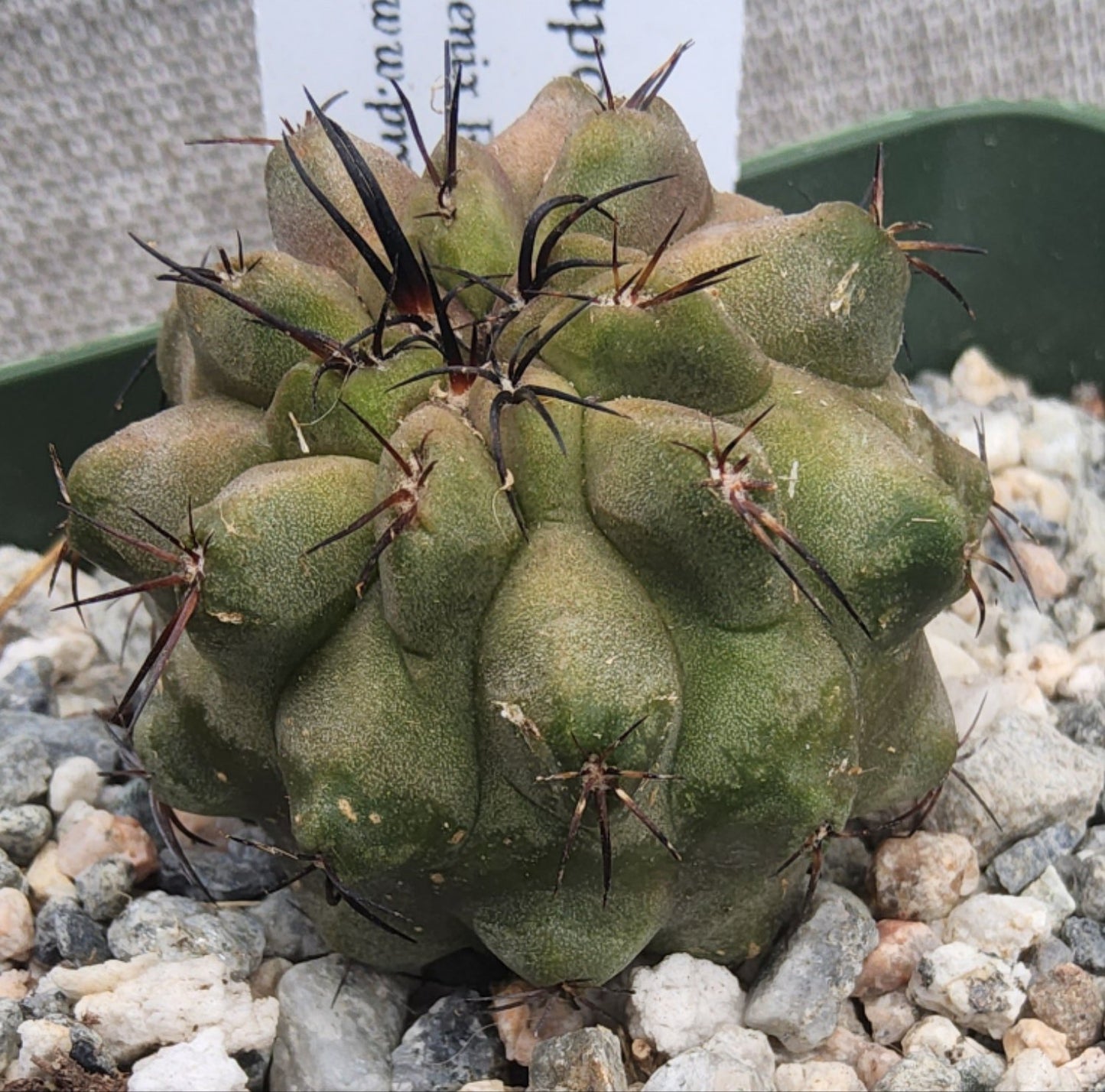 Copiapoa esmeraldana Live Cactus Growing in 4 Inch