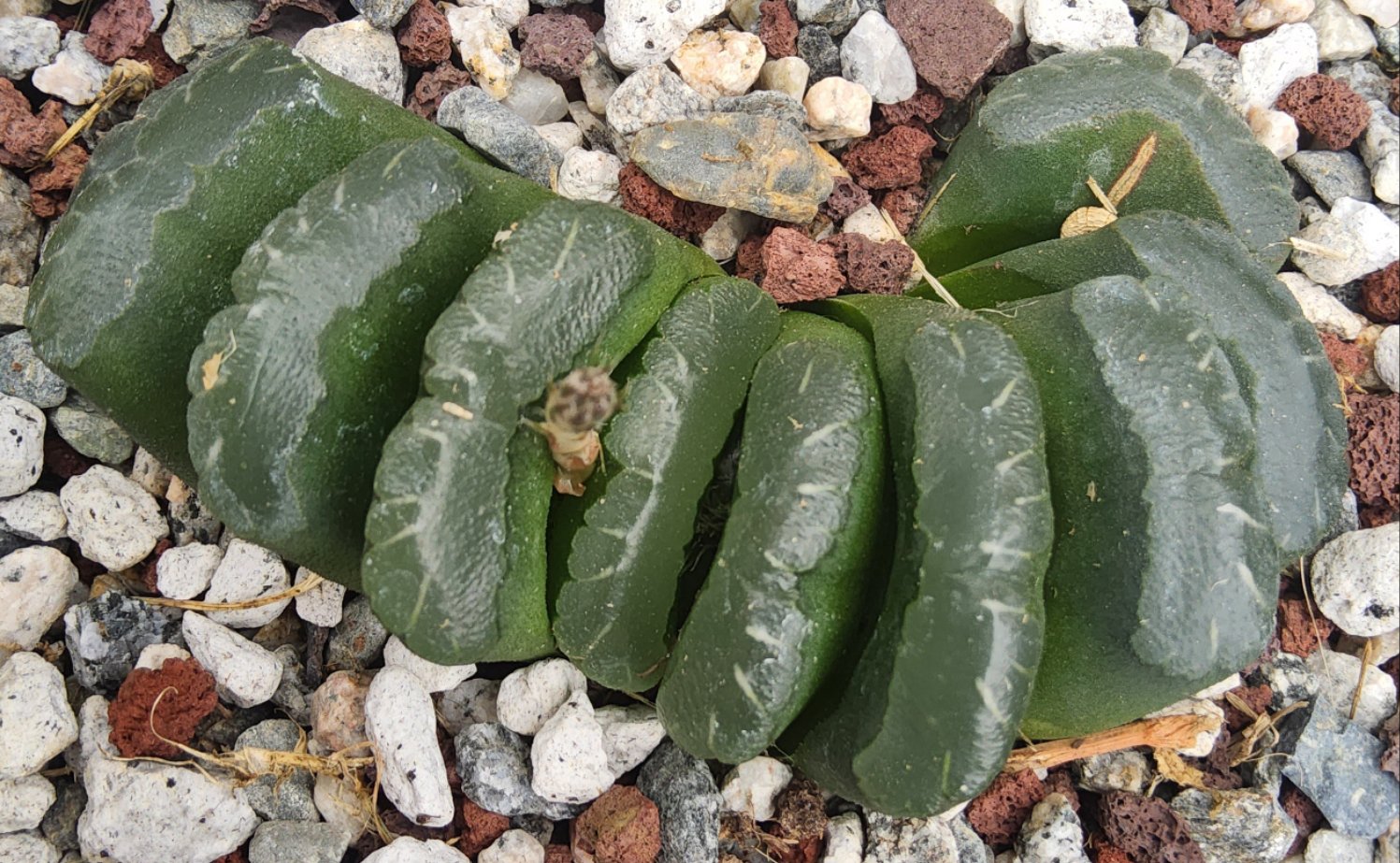 Haworthia truncata v truncata (Dysselsdorp) Live Succulent Growing in 6 Inch