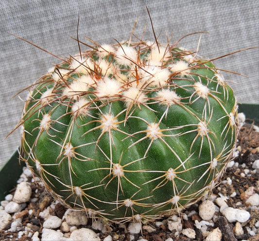 Parodia werneri Live Cactus Growing in 4 Inch