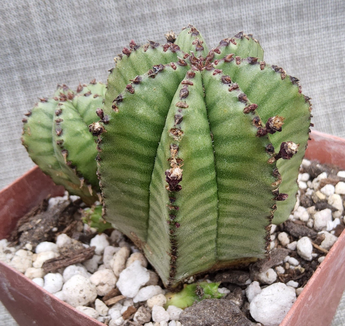 Euphorbia polygona v anoplia Live Succulent in 4 Inch