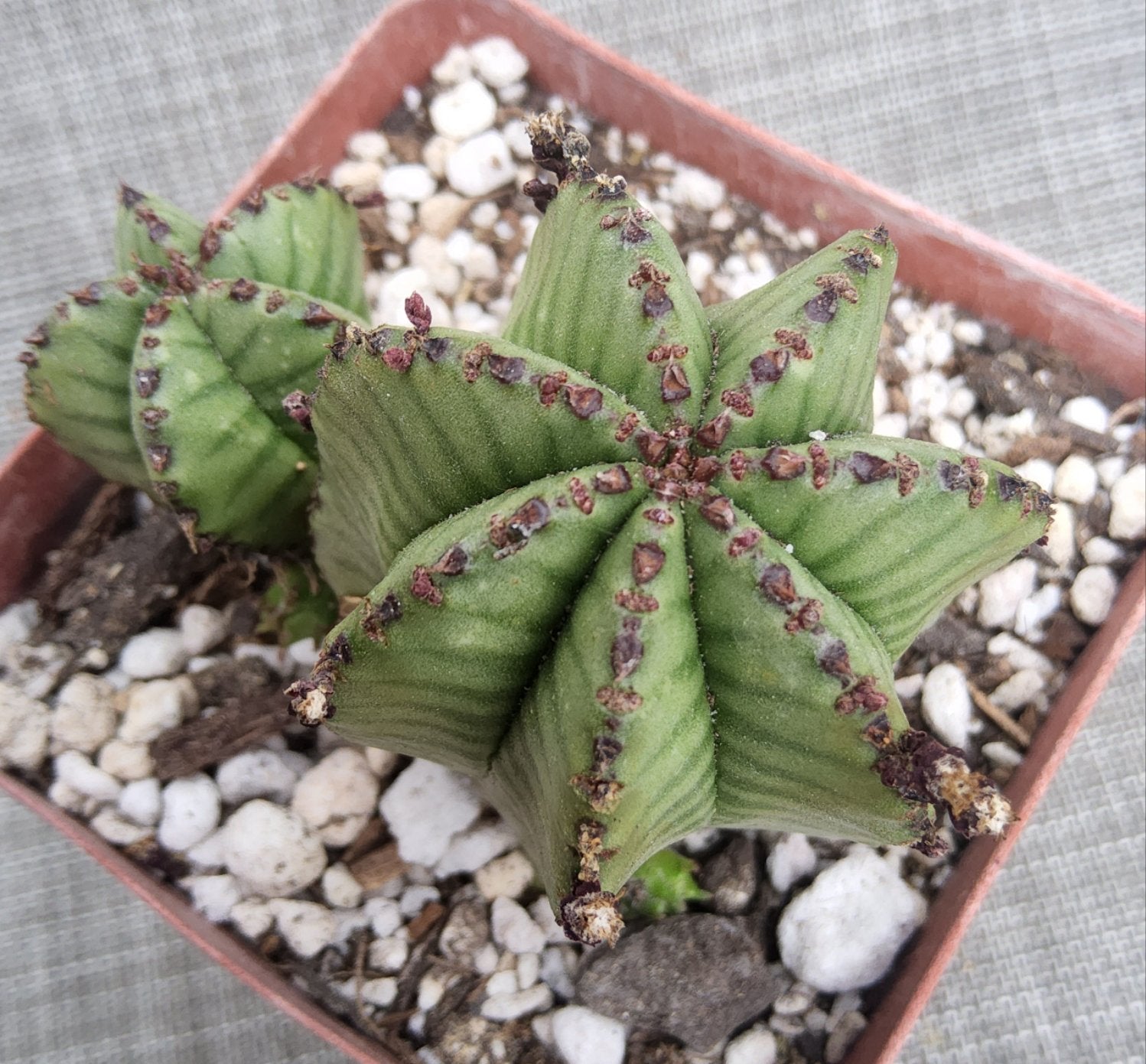 Euphorbia polygona v anoplia Live Succulent in 4 Inch