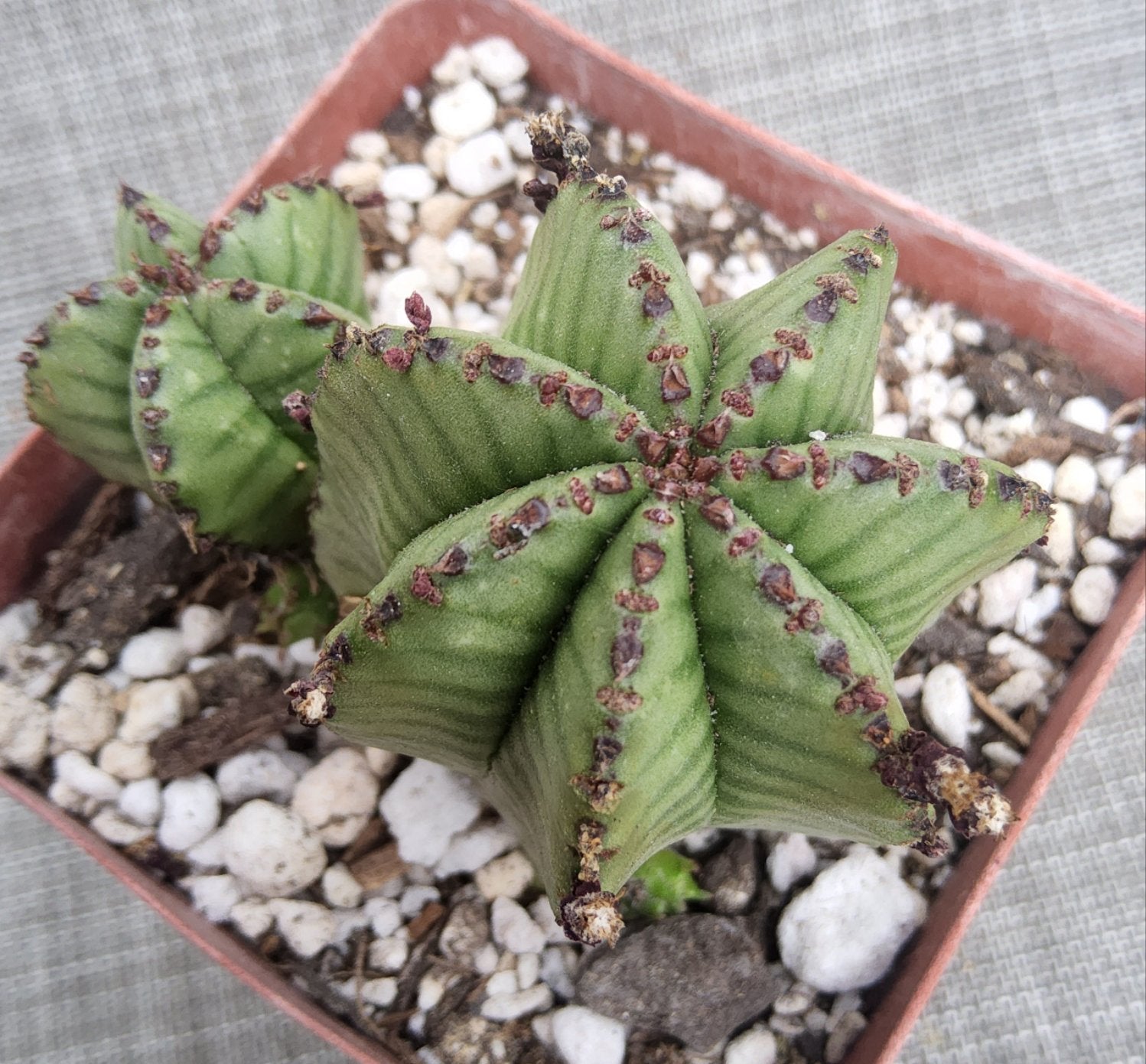 spine bearing succulent plant Euphorbia polygona v anoplia Live Succulent in 4 Inch – Phoenix Rising Succulents