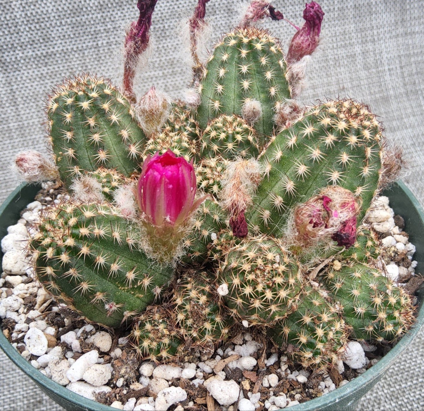 Echinopsis cv Rose Quartz Live Cactus Growing in 5 Inch