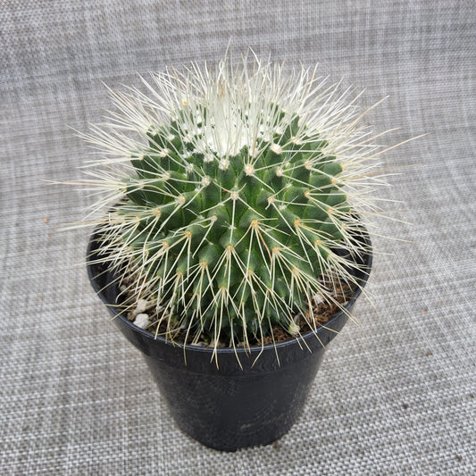 Mammillaria spinosissima cv Un Pico Live Cactus Growing in 4"