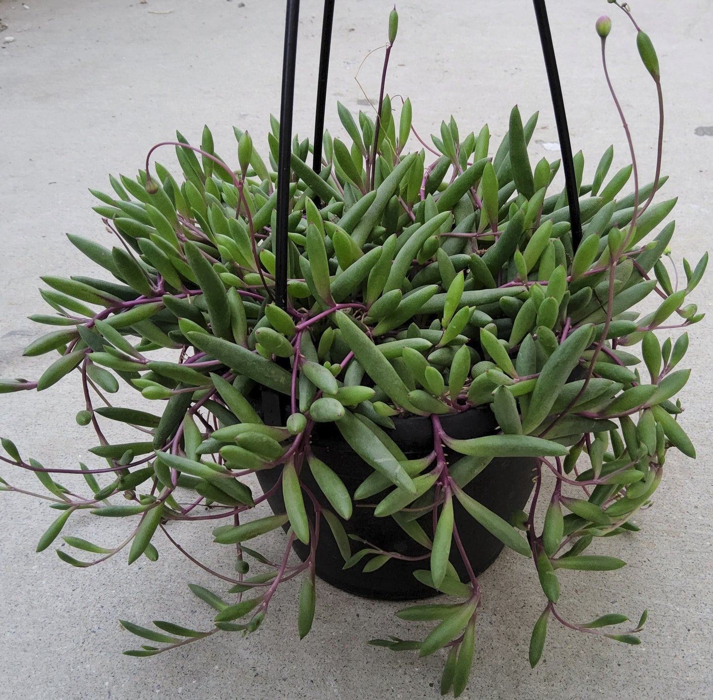 Othonna capensis aka Ruby Necklace 6" Live Succulent