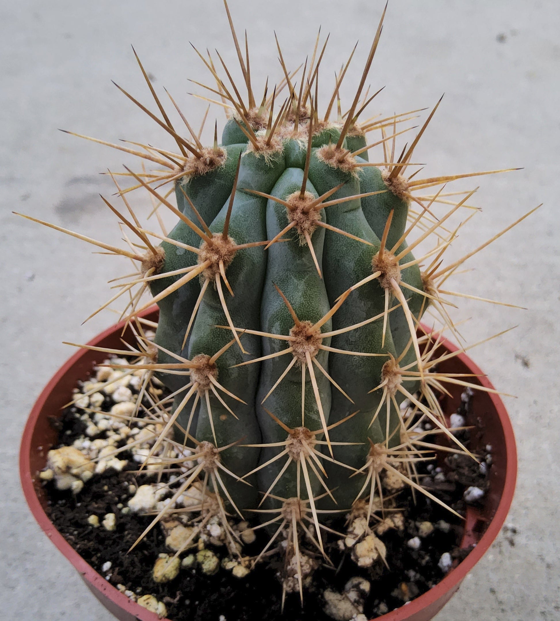Browningia hertlingiana Live Cactus Growing in 4 Inch