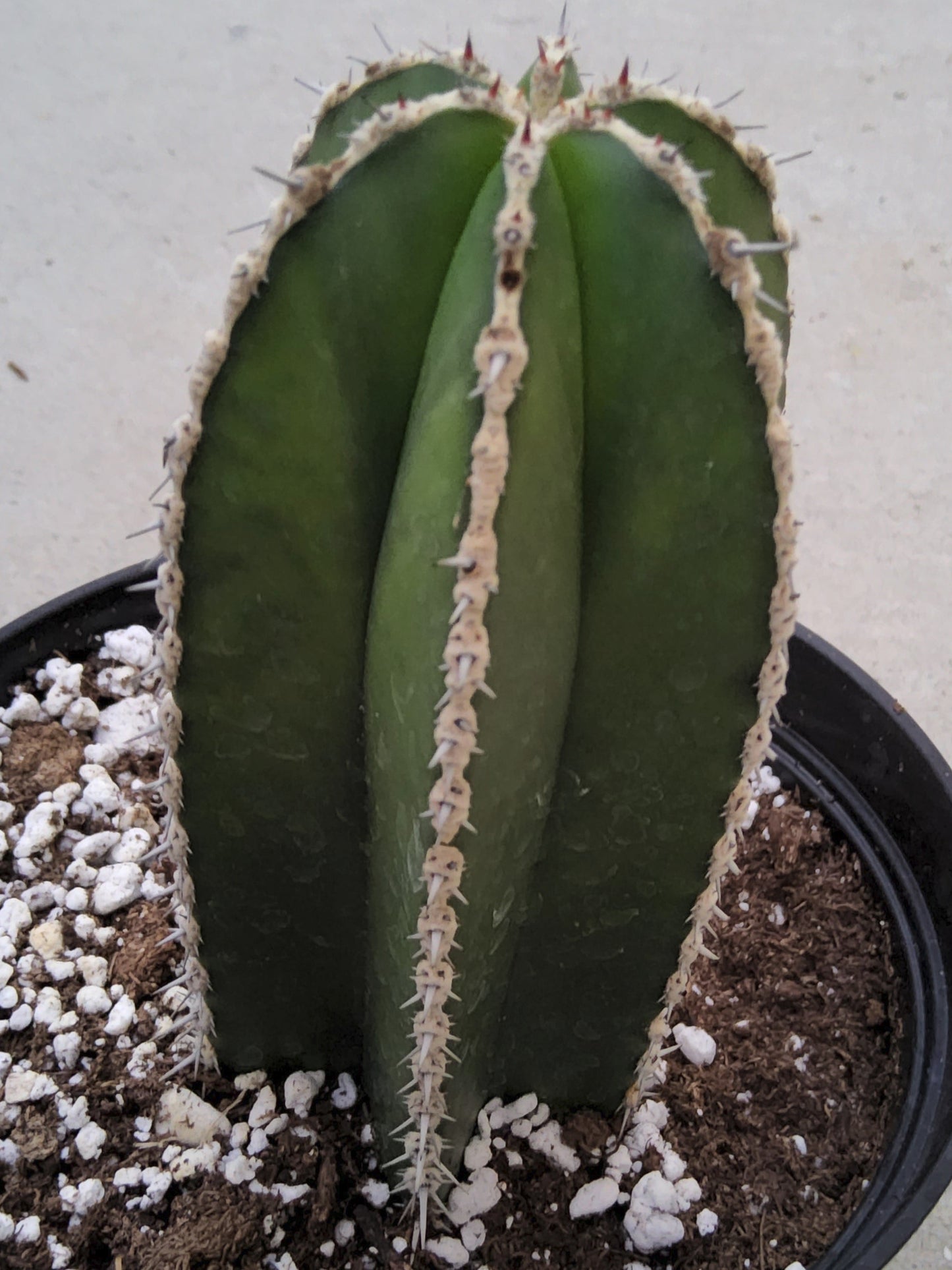 Pachycereus marginatus aka Fencepost Cactus Live Cactus Growing in 6 Inch