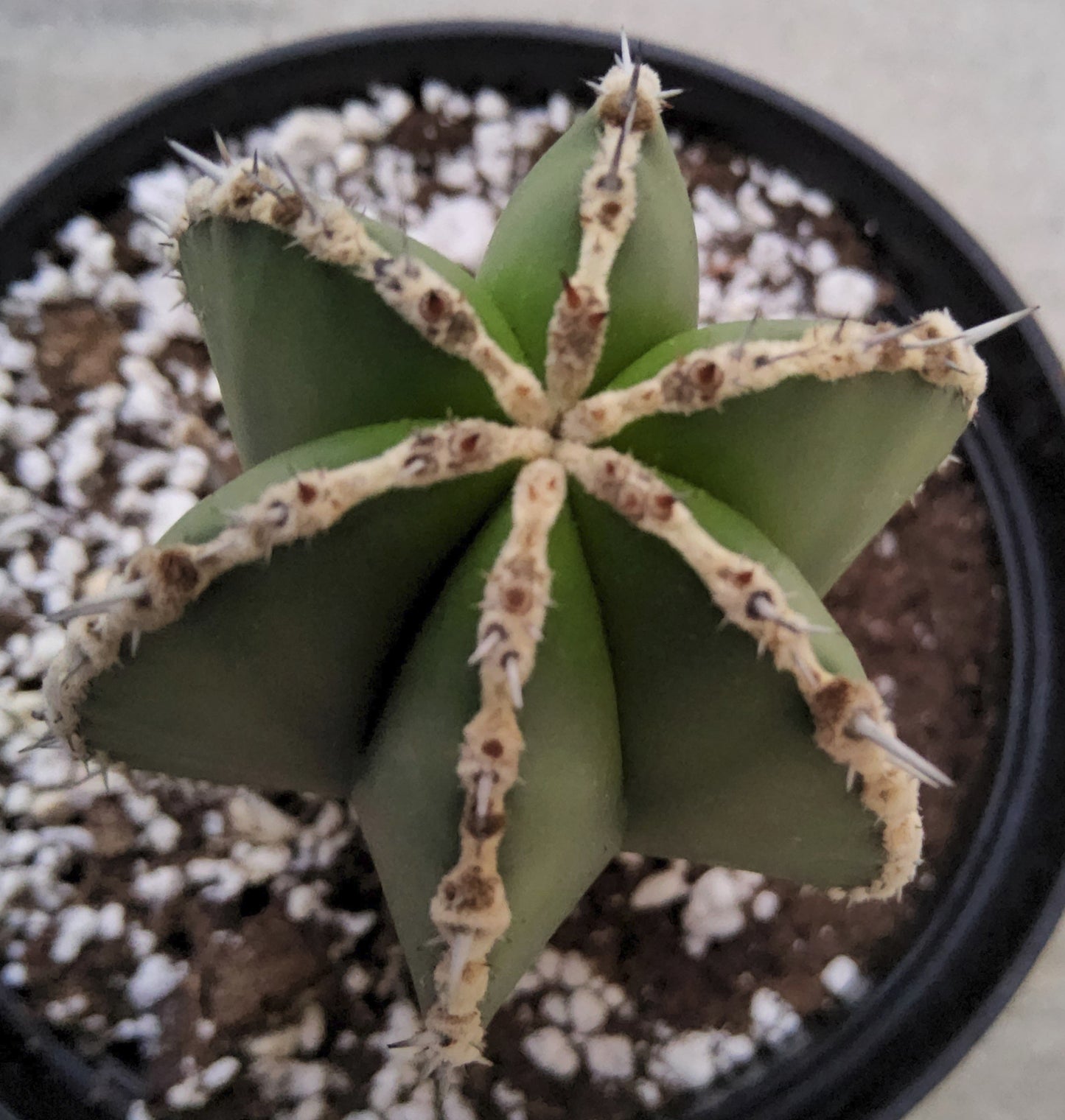 Pachycereus marginatus aka Fencepost Cactus Live Cactus Growing in 6 Inch