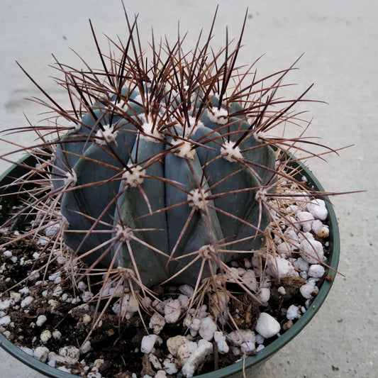 Melocactus azureus aka Turk's Cap in 5 Inch - Live Cactus