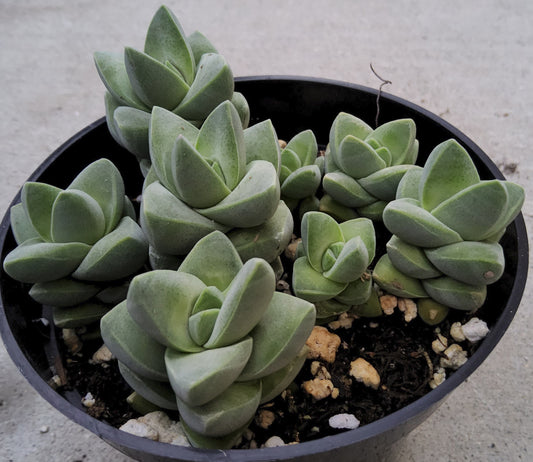 Crassula 'Moonglow' Live Succulent Growing in 4 Inch
