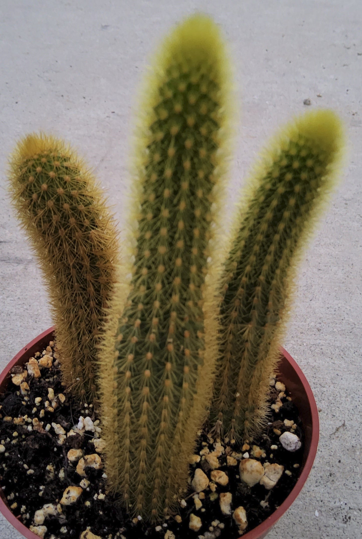 Cleistocactus winteri aka Golden Rat Tail Live Cactus Growing in 4 Inch