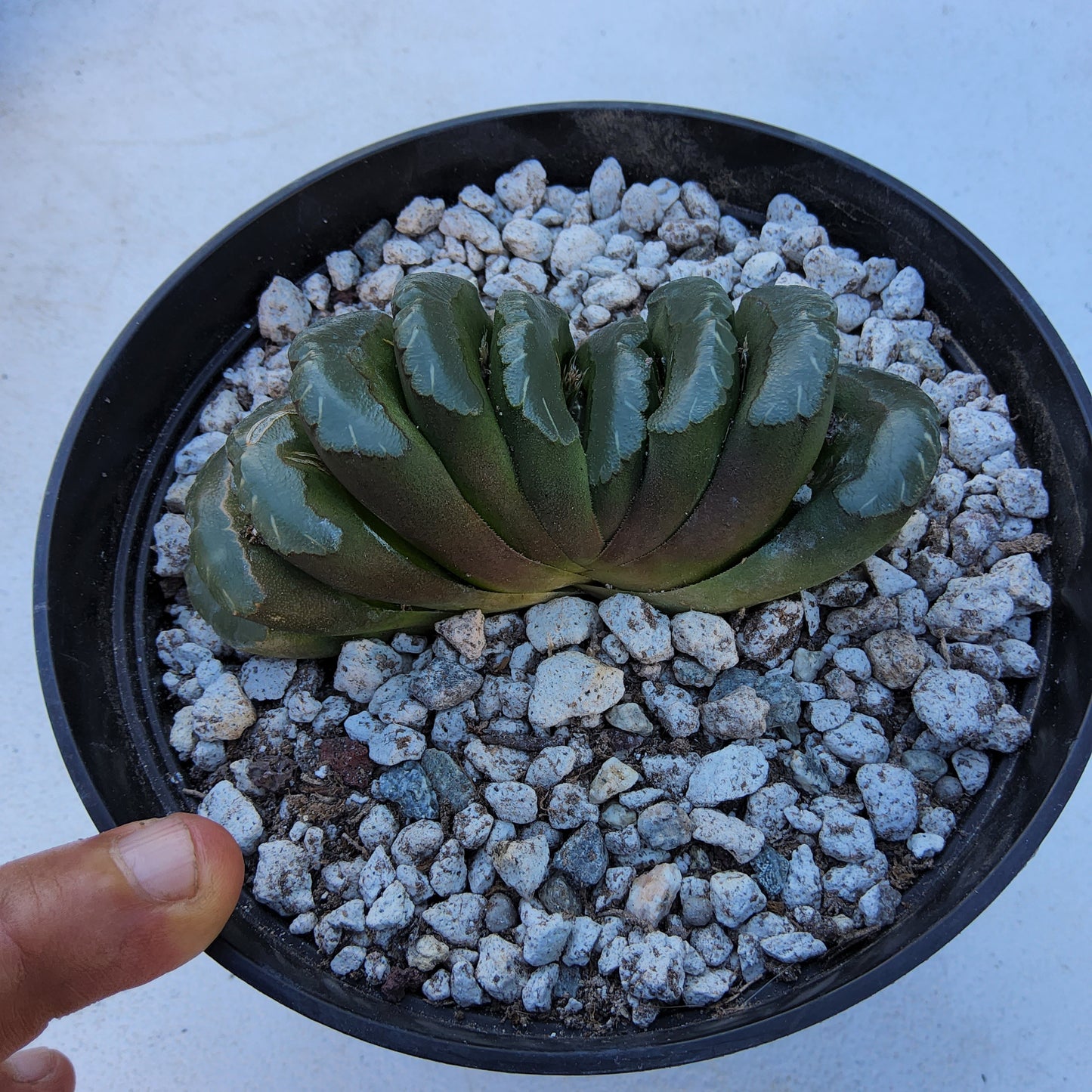 Haworthia truncata v truncata (Dysselsdorp) Live Succulent Growing in 6 Inch