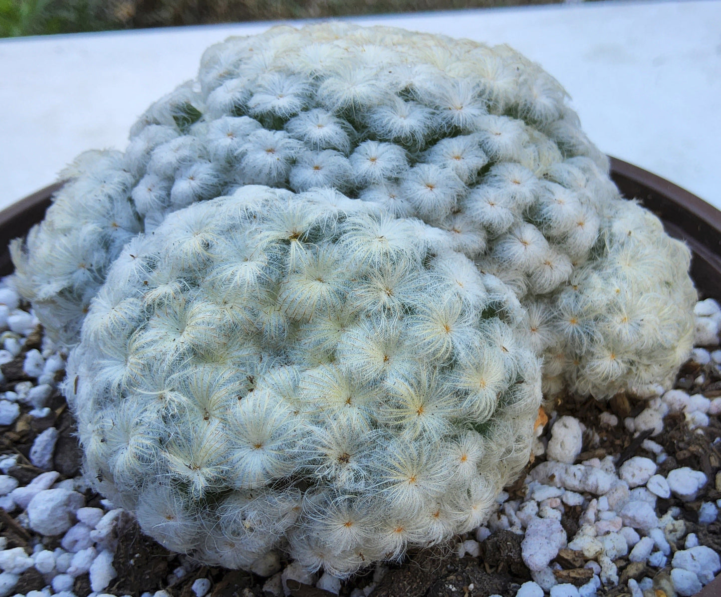 Mammillaria plumosa Live Cactus Growing in 6 Inch