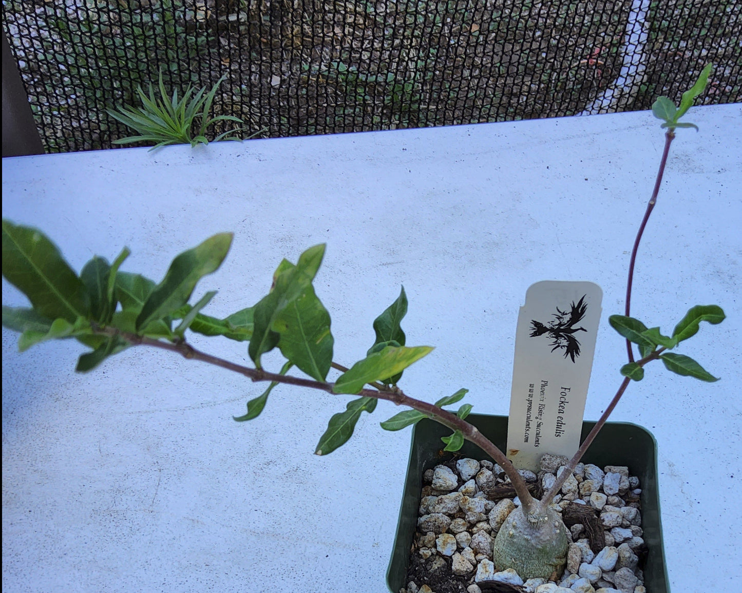 Fockea edulis Live Succulent Growing in 4 Inch