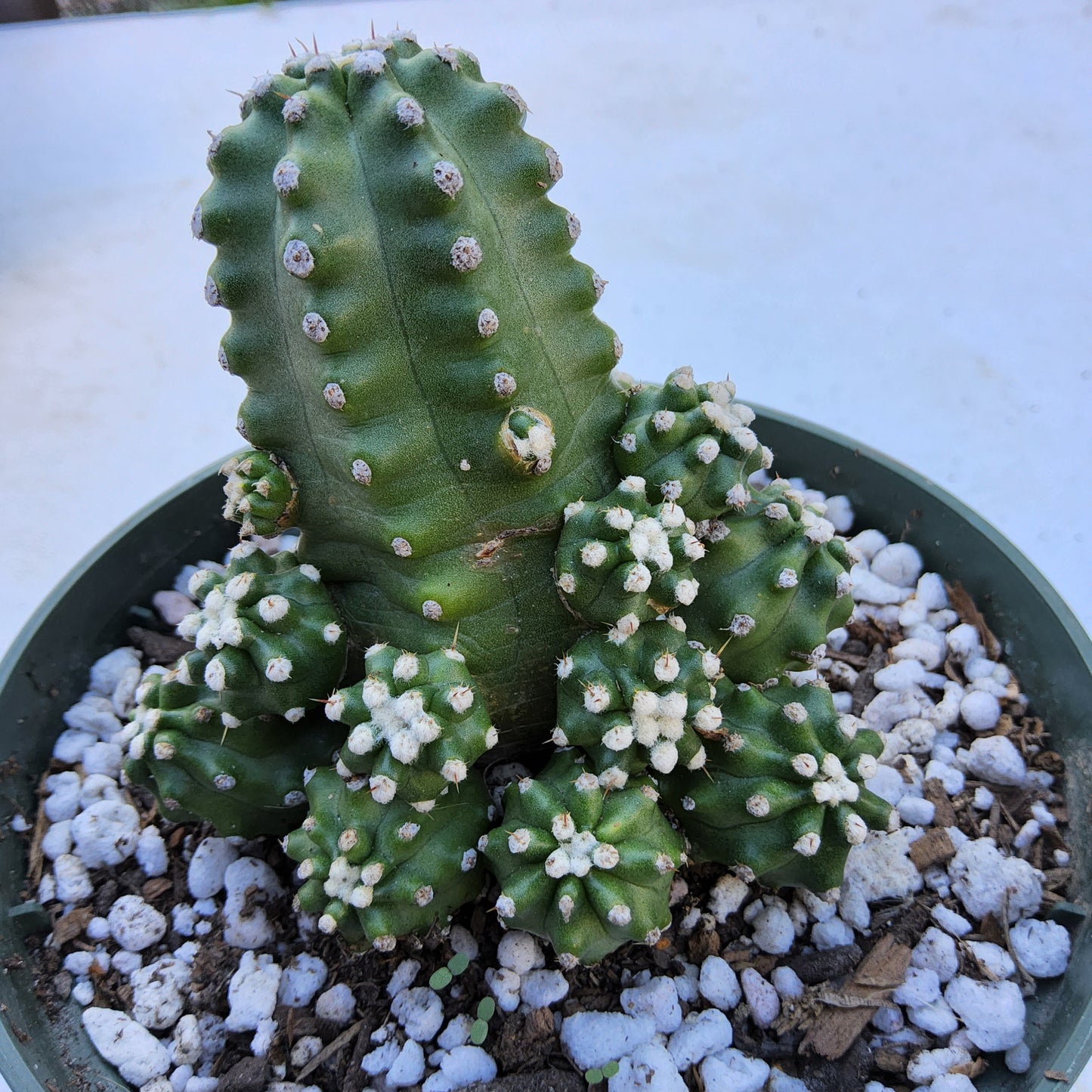 Echinocereus triglochiatus mojavensis inermis Live Cactus in 5 Inch - Exact Plant
