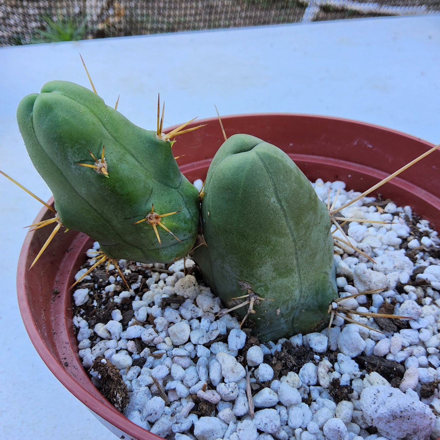 TBM Live Cactus in 6 Inch - Exact Plant