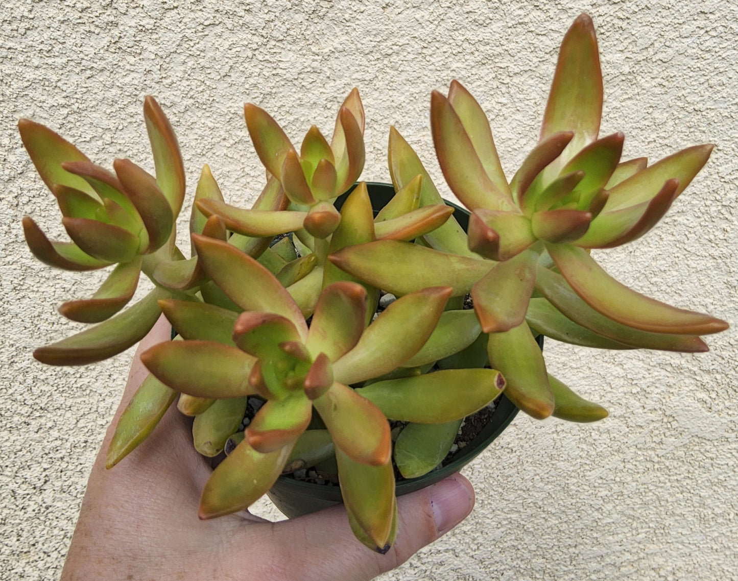 Sedum adolphii Live Succulent Growing in 4 Inch