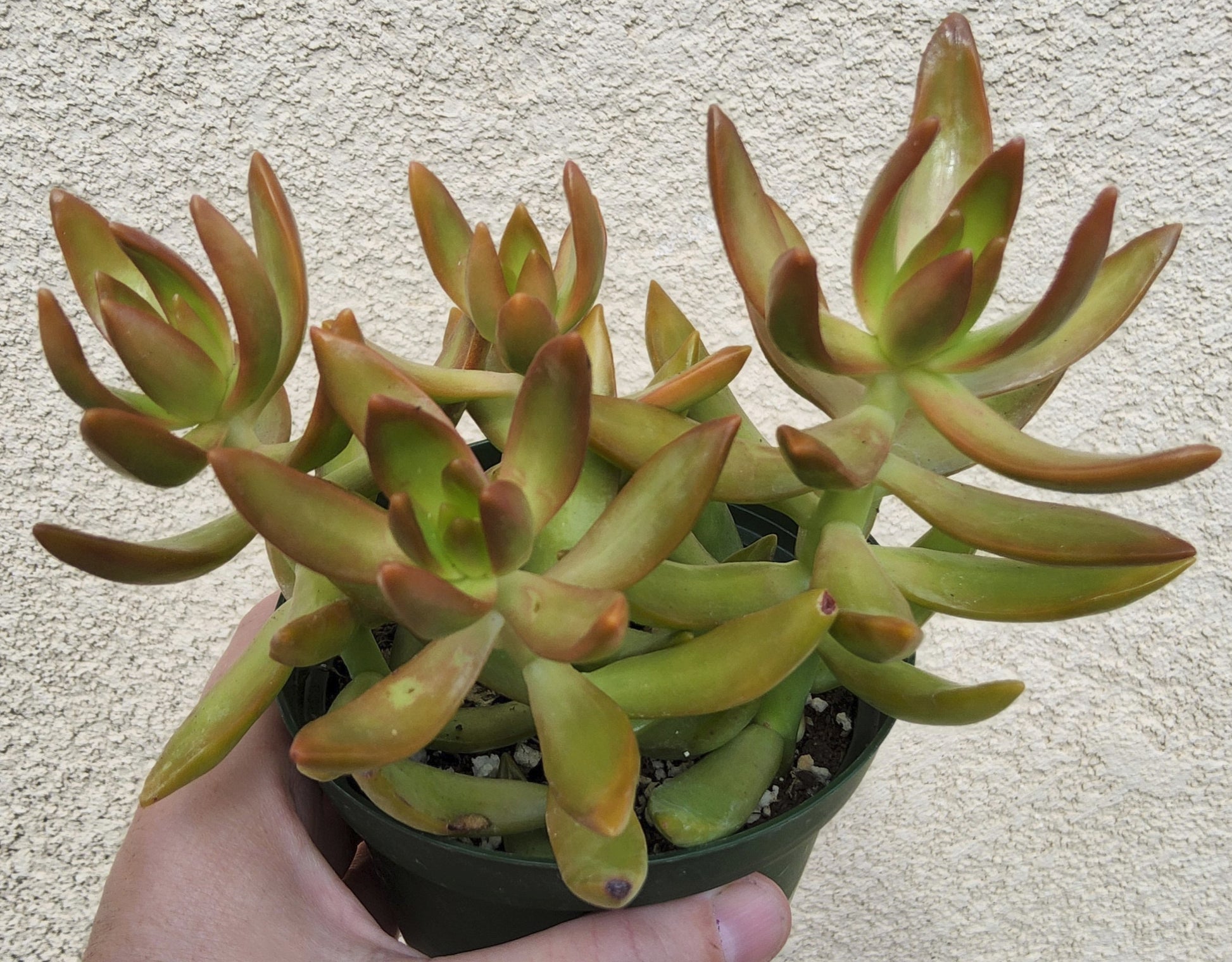 Sedum adolphii Live Succulent Growing in 4 Inch