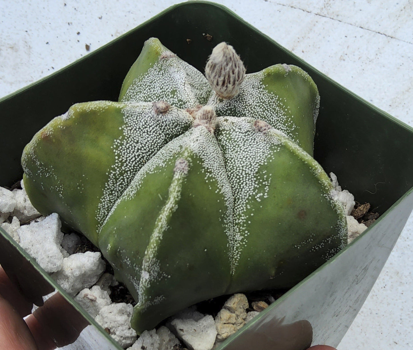 Astrophytum myriostigma Live Cactus In 4 Inch