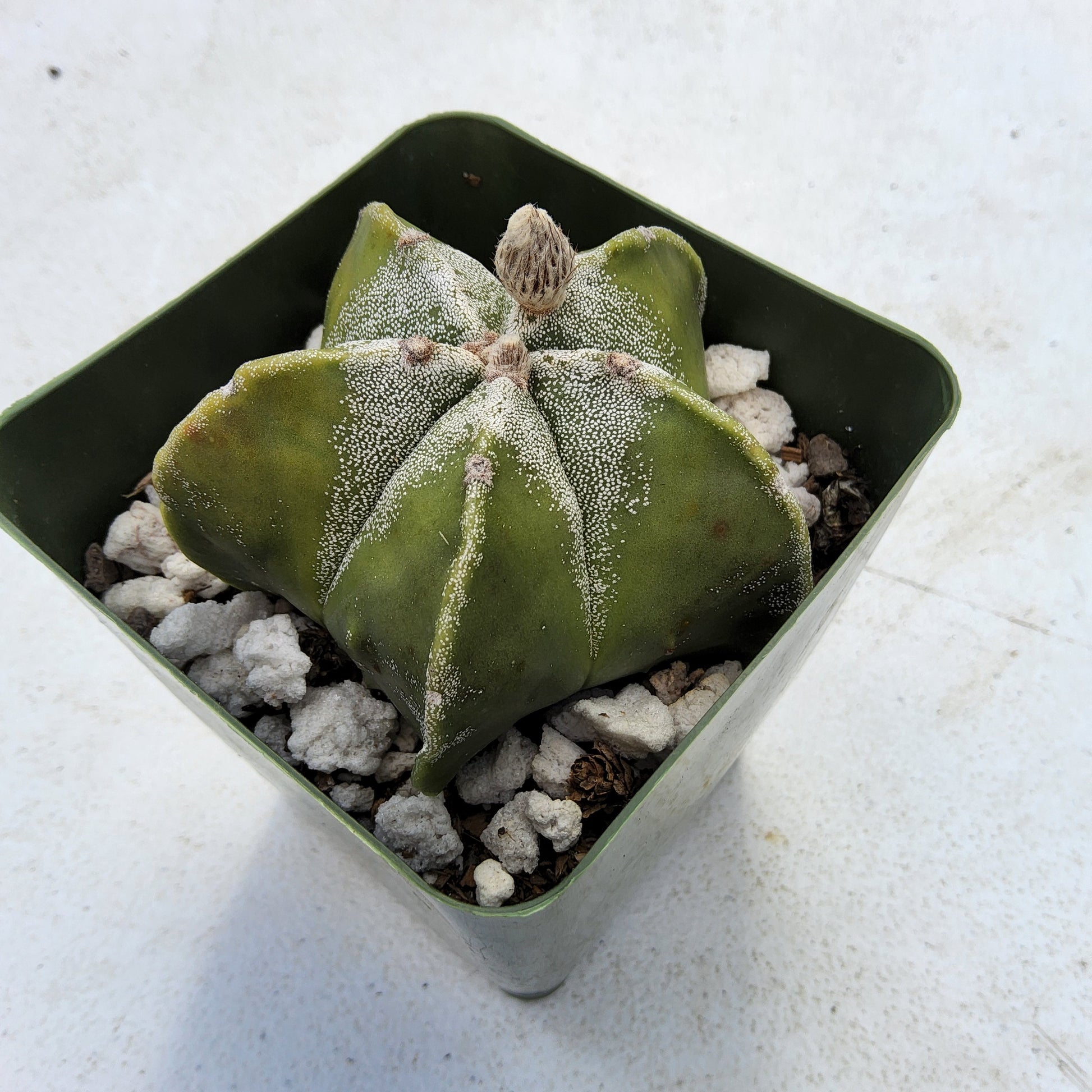 astrophytum succulents Astrophytum myriostigma Live Cactus In 4 Inch