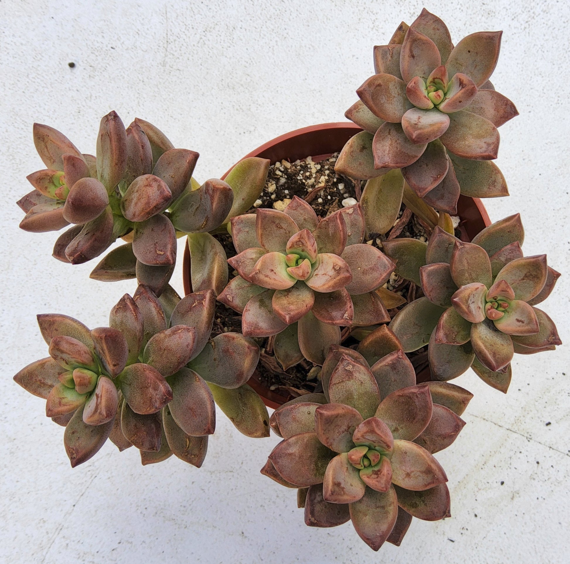 hy vee succulents Graptosedum Vera Higgens Live Succulent Growing in 4 Inch