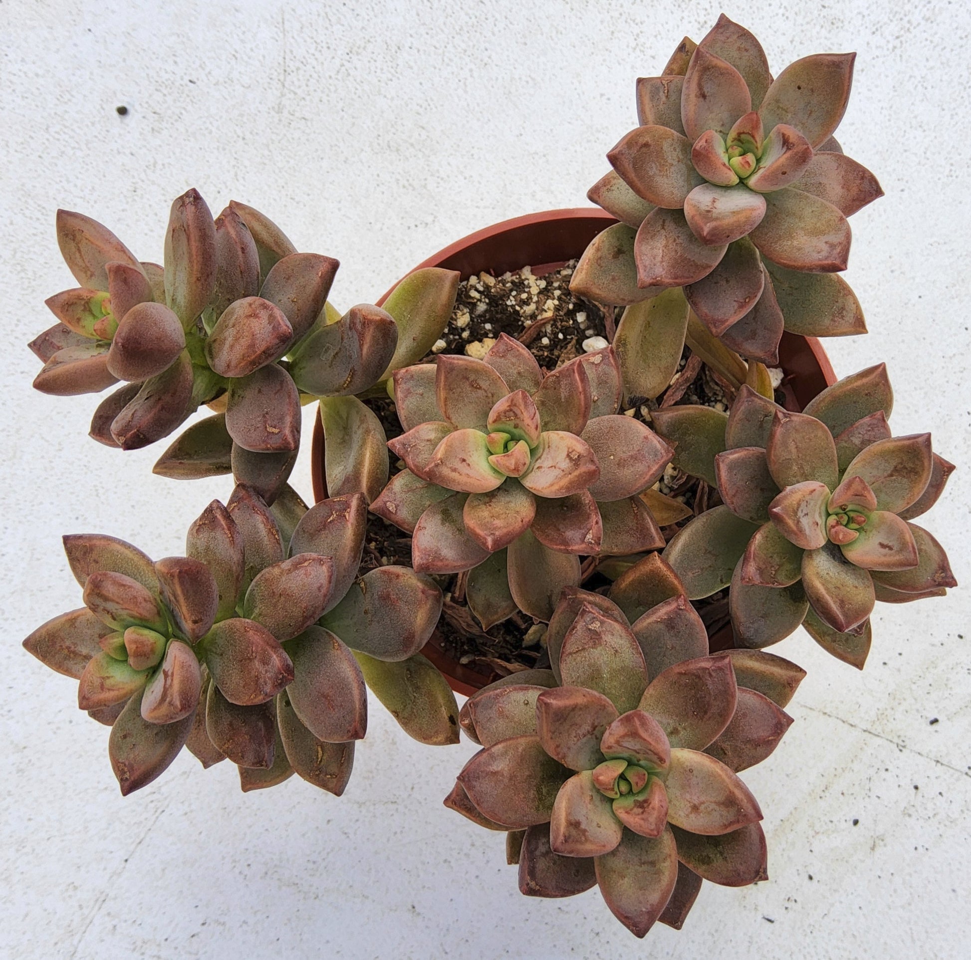 Graptosedum Vera Higgens Live Succulent Growing in 4 Inch