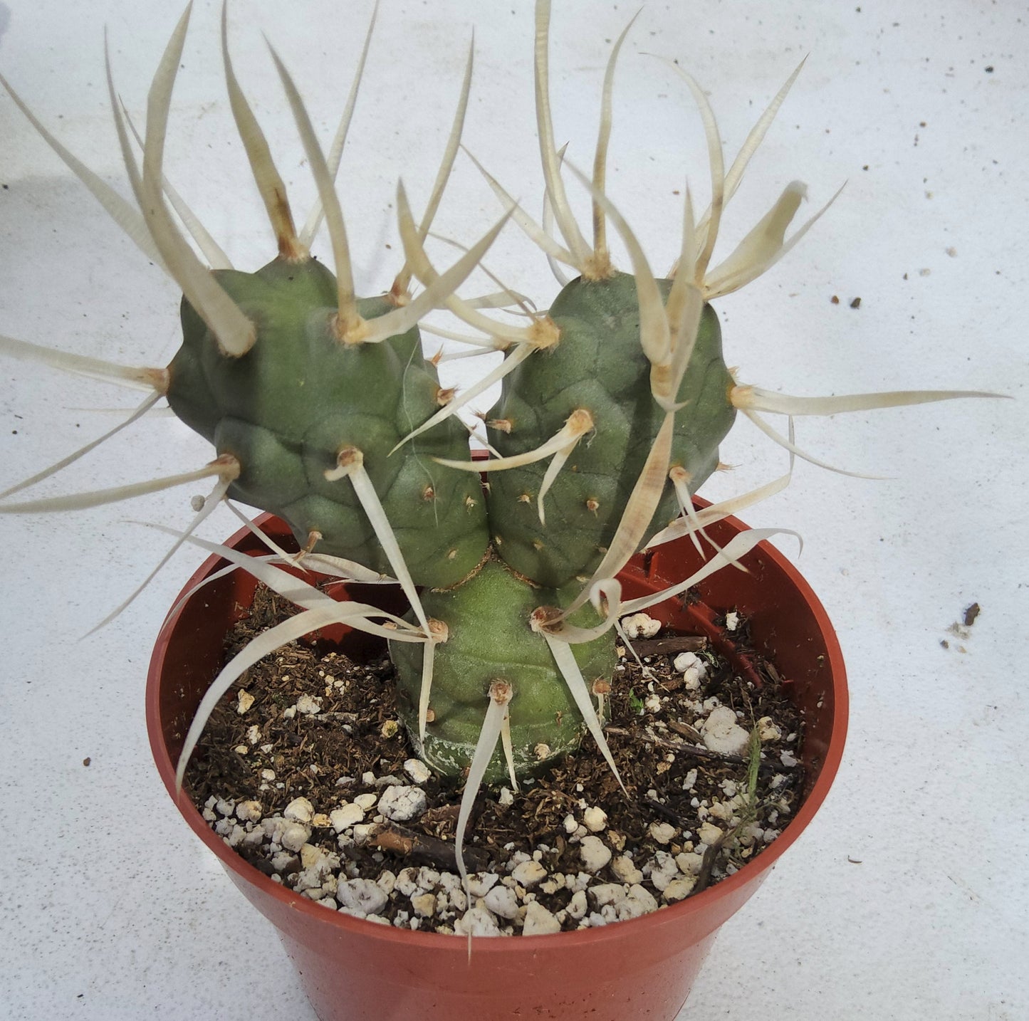 Tephrocactus articulatus var. papyracanthus