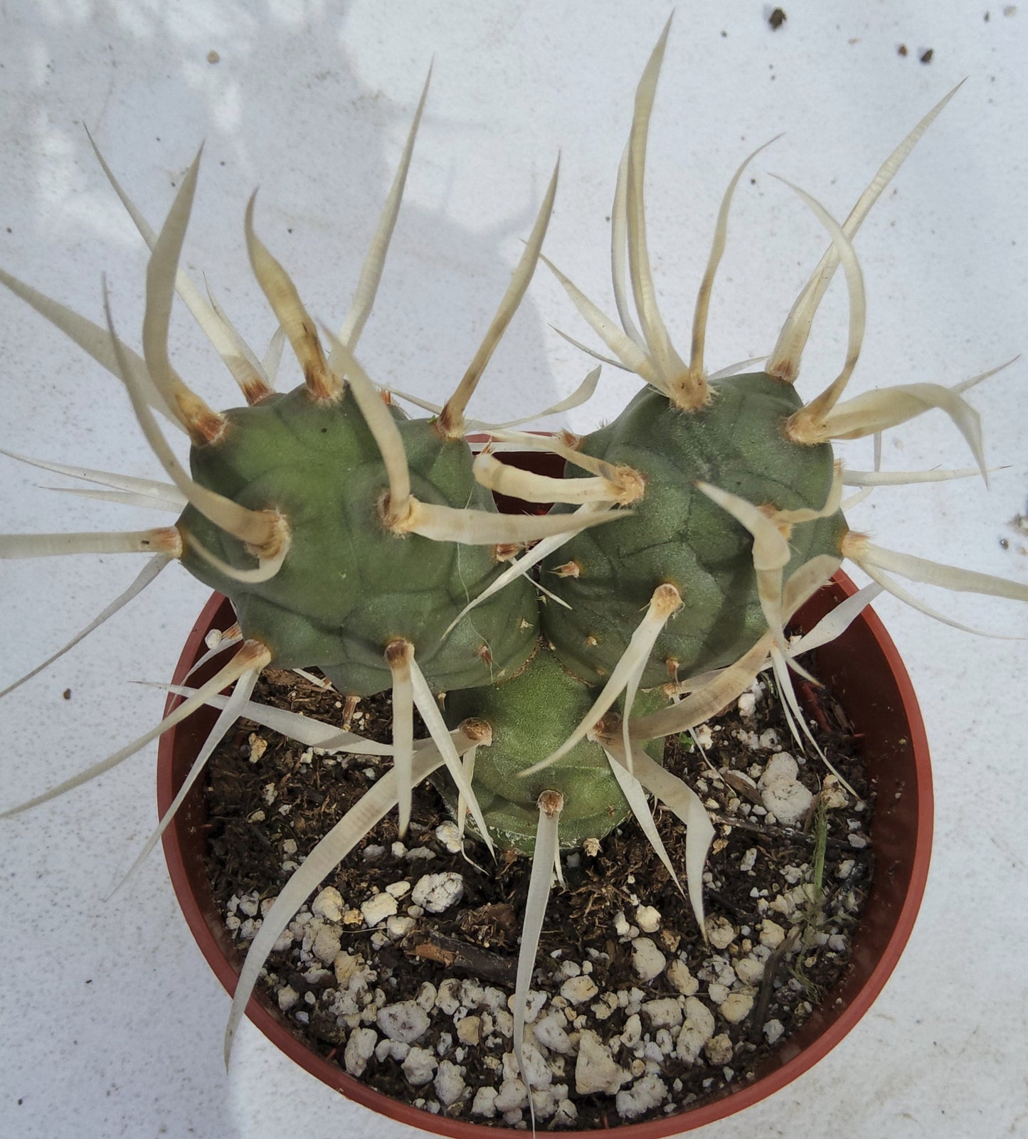 Tephrocactus articulatus var. papyracanthus