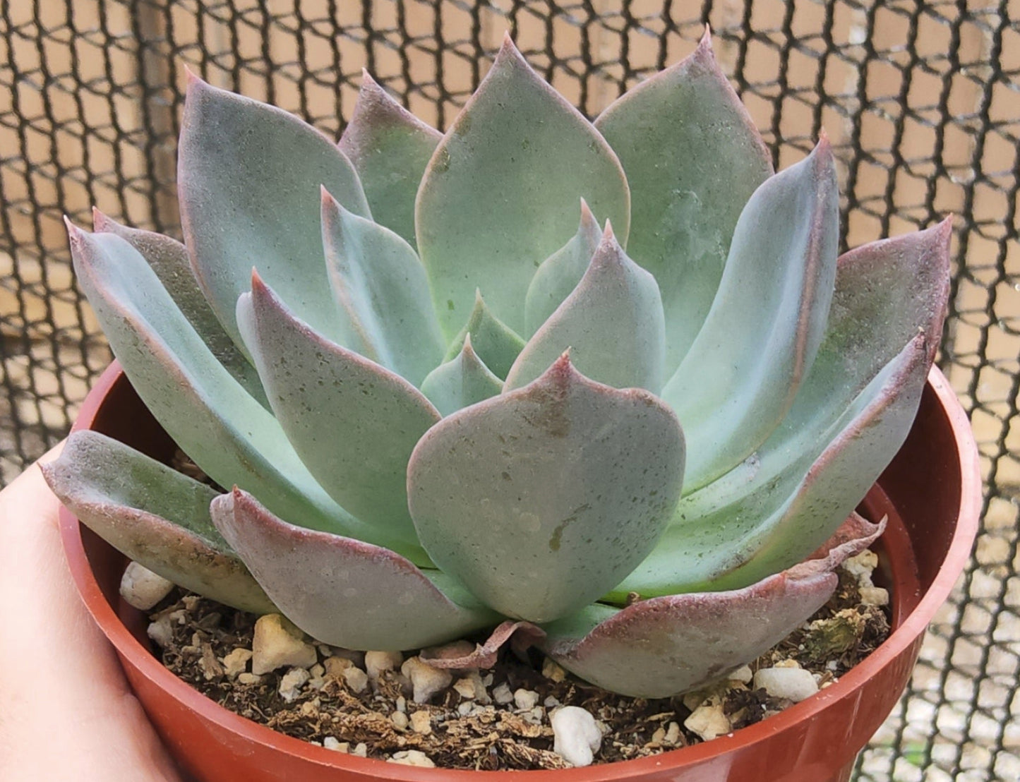 Echeveria Blue Prince Live Succulent Growing in 4 Inch