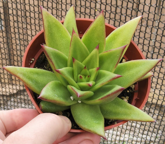 Echeveria agavoides Live Succulent Growing in 4 Inch