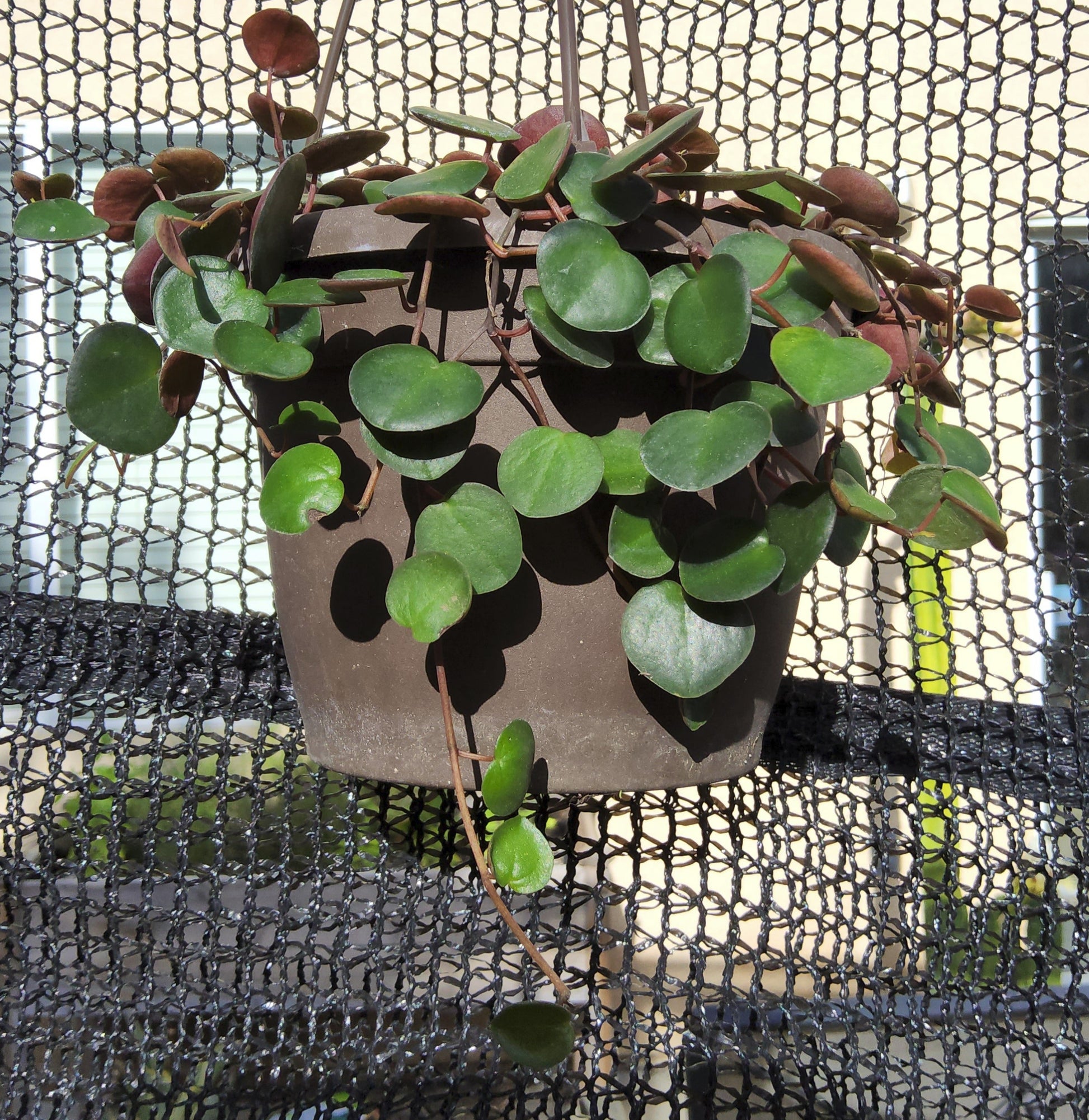 cascade succulent Peperomia ruby cascade Live Succulent Growing in 6 Inch
