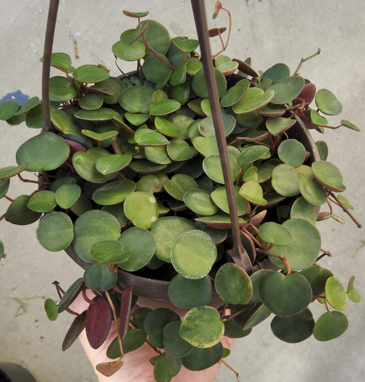 Peperomia ruby cascade Live Succulent Growing in 6 Inch